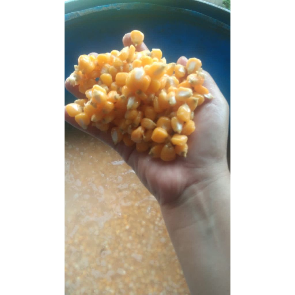 MARNING JAGUNG MENTAH BASAH MARNING GURIH ASLI BOYOLALI