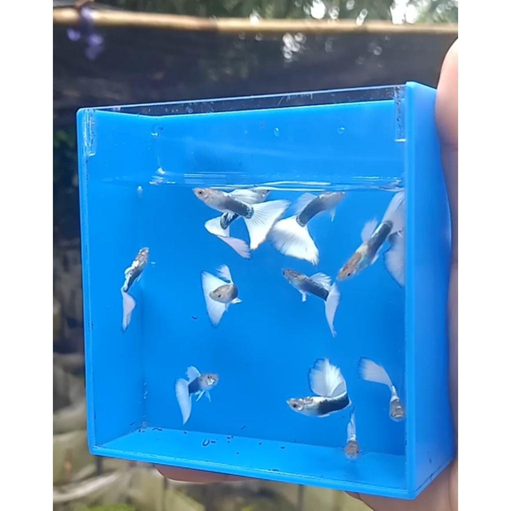 sticker guppy hb white