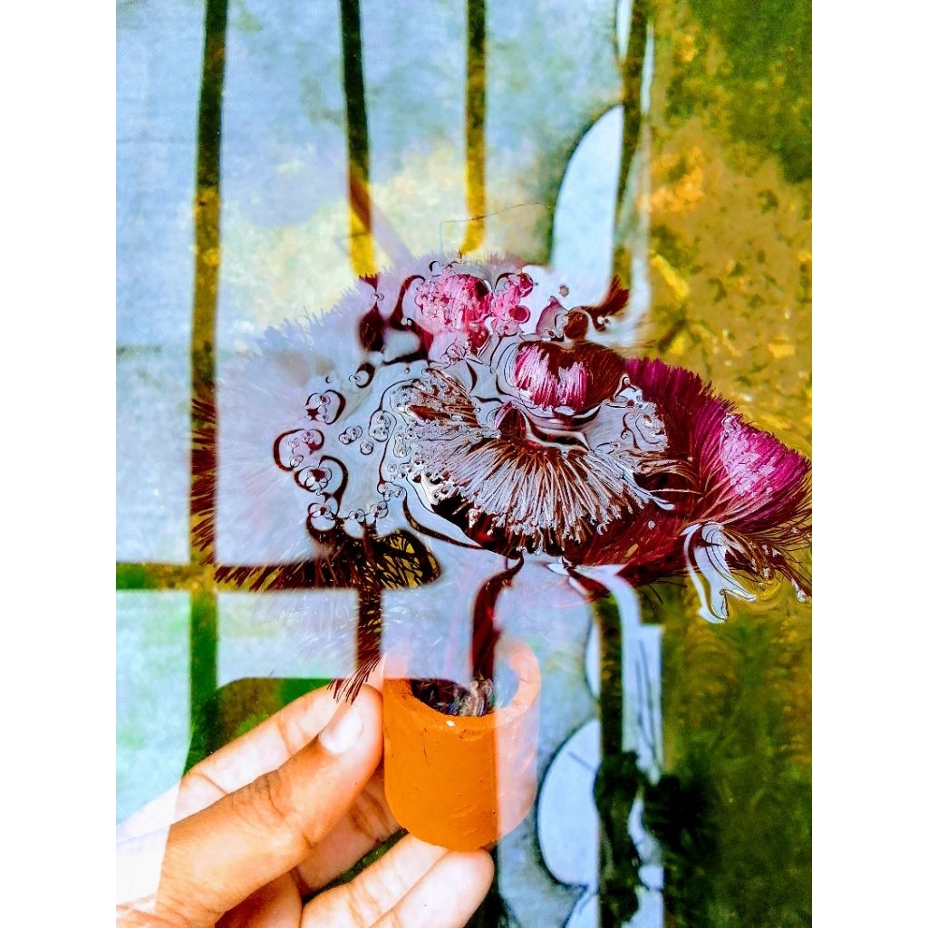 Tanaman Pot Cabomba Super Red Aquascape