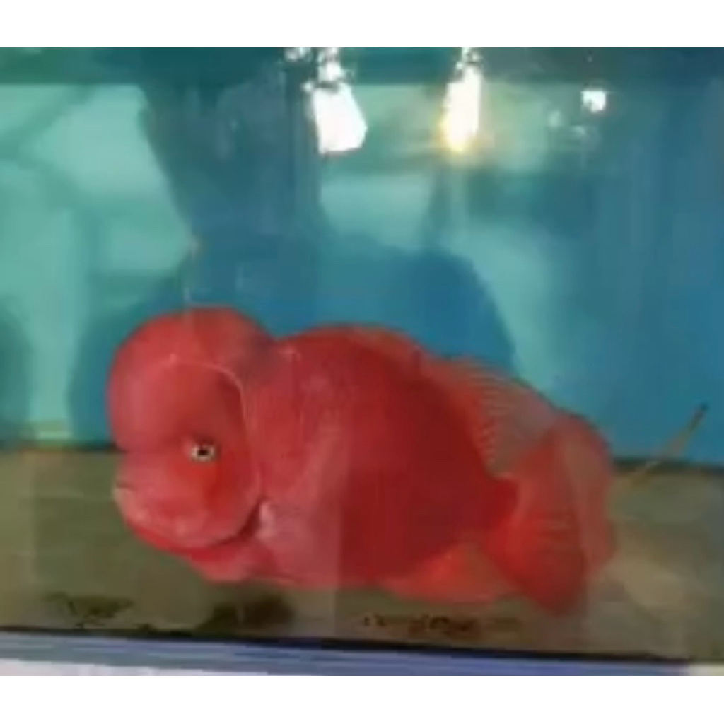 Super red monkey import thailand paket hemat 3pcs