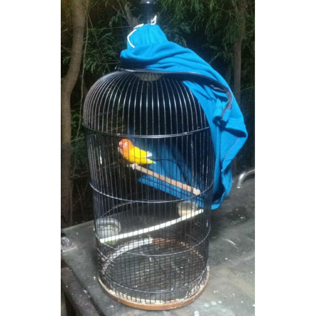 sepasang burung lovebird gacoran