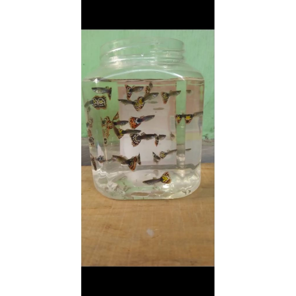 Hiasan Aquarium paket 10 Guppy Cobra jantan-betina