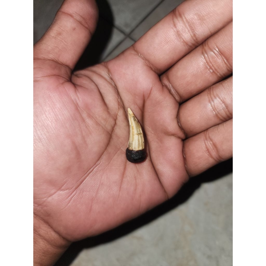 peninggalan mbah barang kuno pstndkkcng langka unik antik