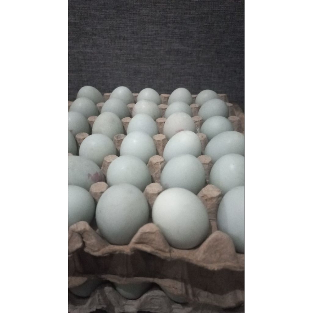 

Telor Asin Bebek Asli Ori