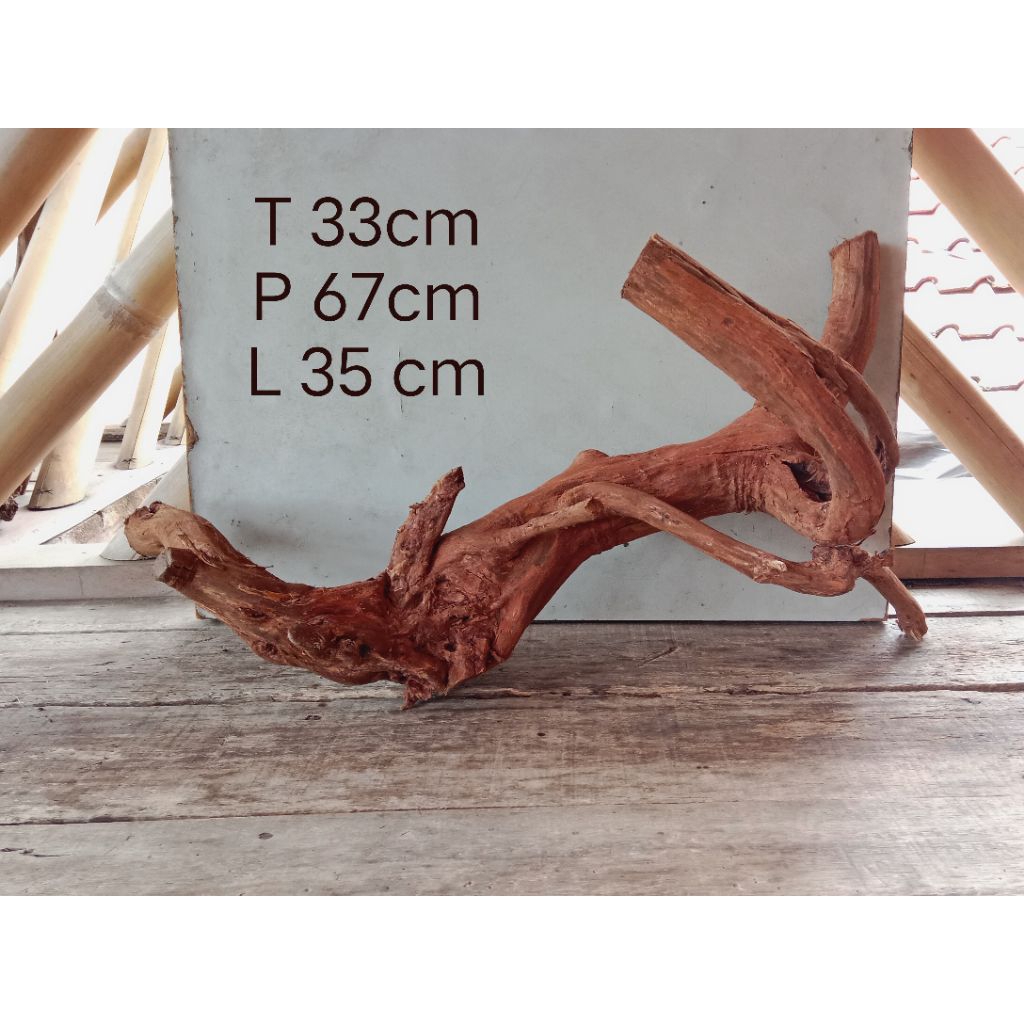 AKAR BONGGOL KAYU SANTIGI GUNUNG. UNIK ALAMI DAN BERKARAKTER