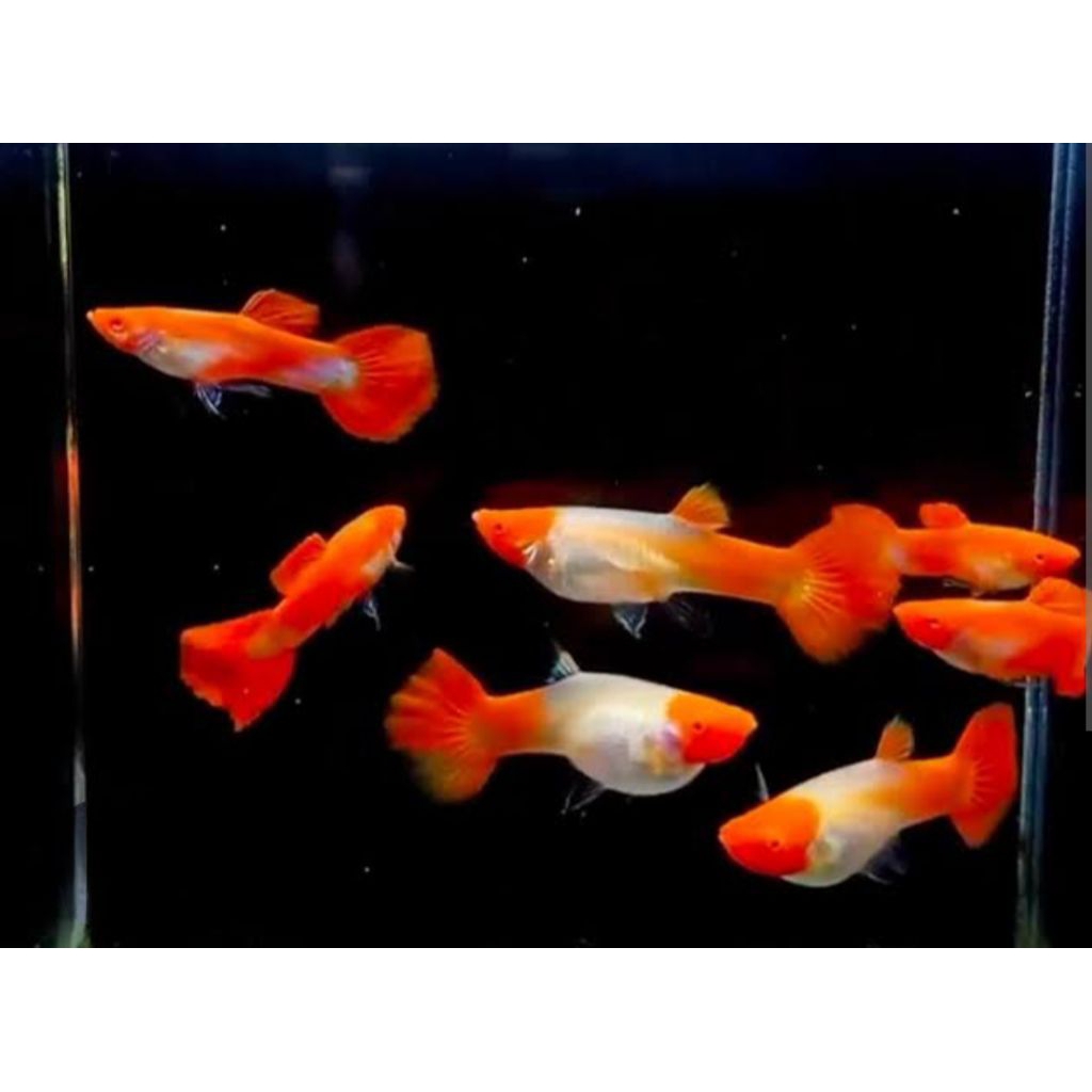 hiasan aquarium guppy albino koi pasangan