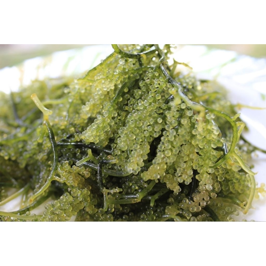 

Lawi Lawi perkantong