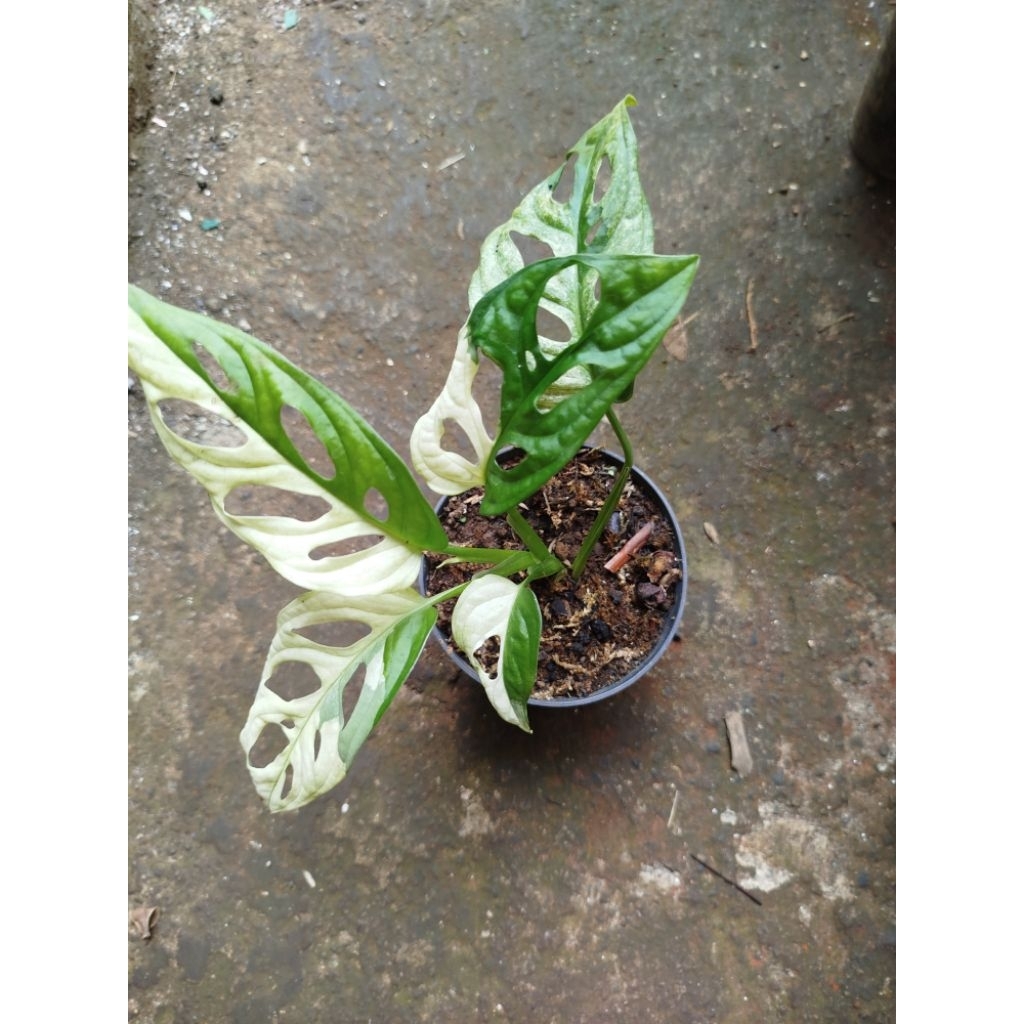 Janda bolong jepang / Monstera adansoni variegata