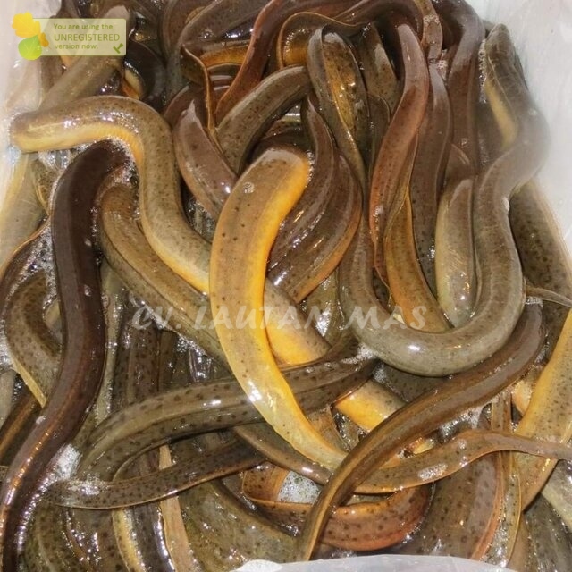 

Ikan Belut 1Kg Ikan Belut Hidup Ikan Belut Segar Ikan Belut Sawah