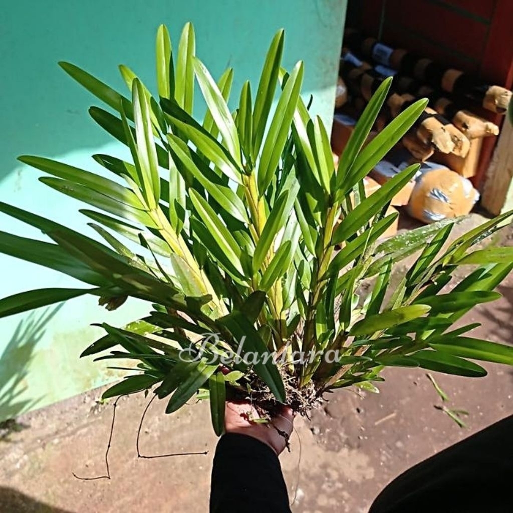 Tanaman Hias Anggrek Tebu hutan