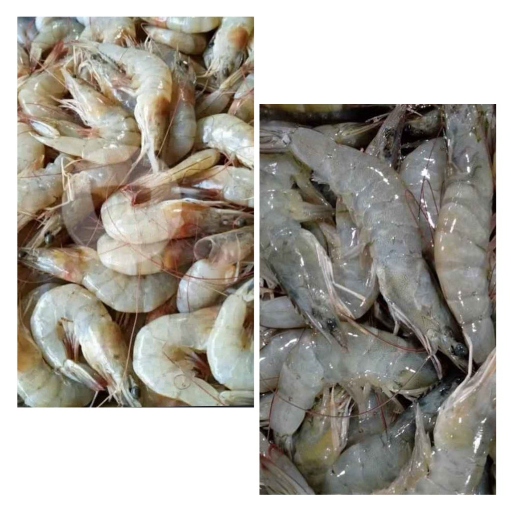

Udang