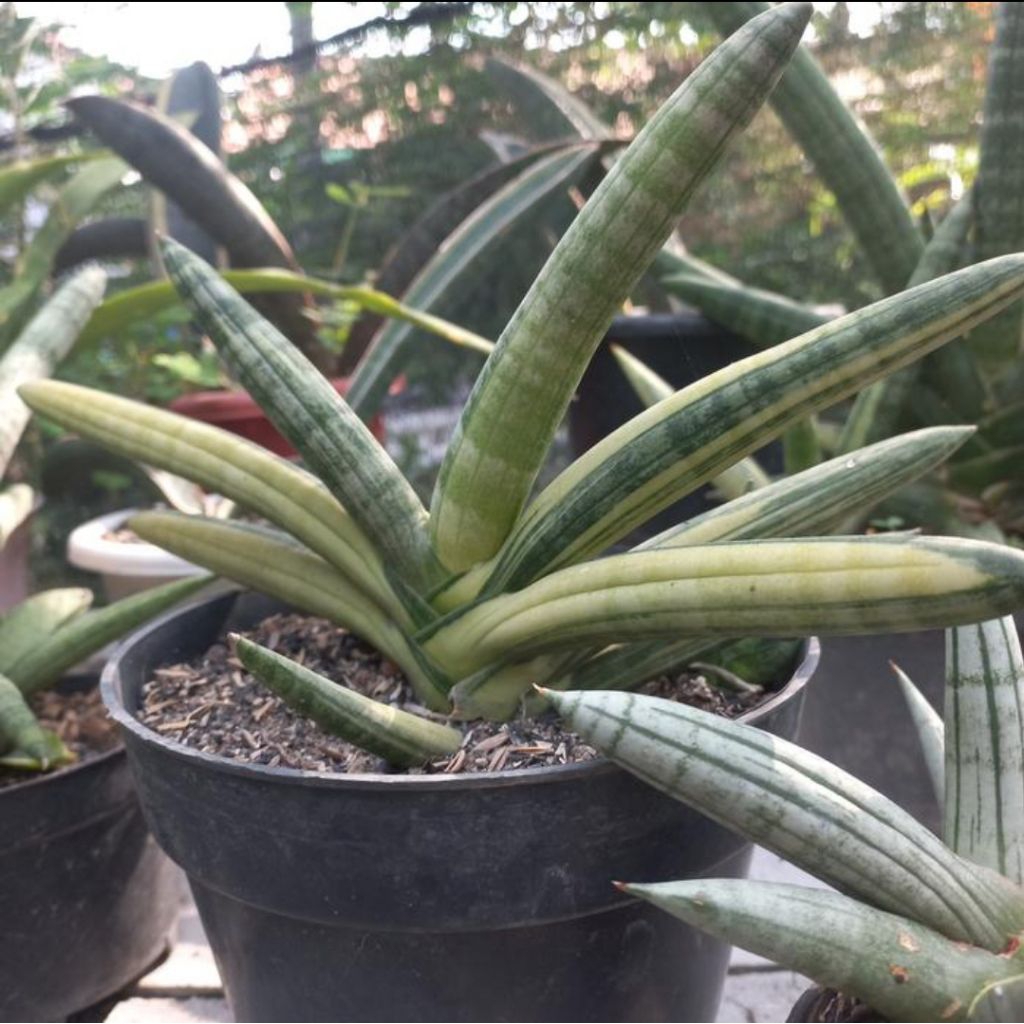 Sansevieria boncel varigata | Sansivera boncel variegata kuning
