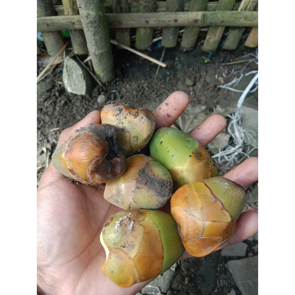 

pentil kelapa segar/mbeluluk segar
