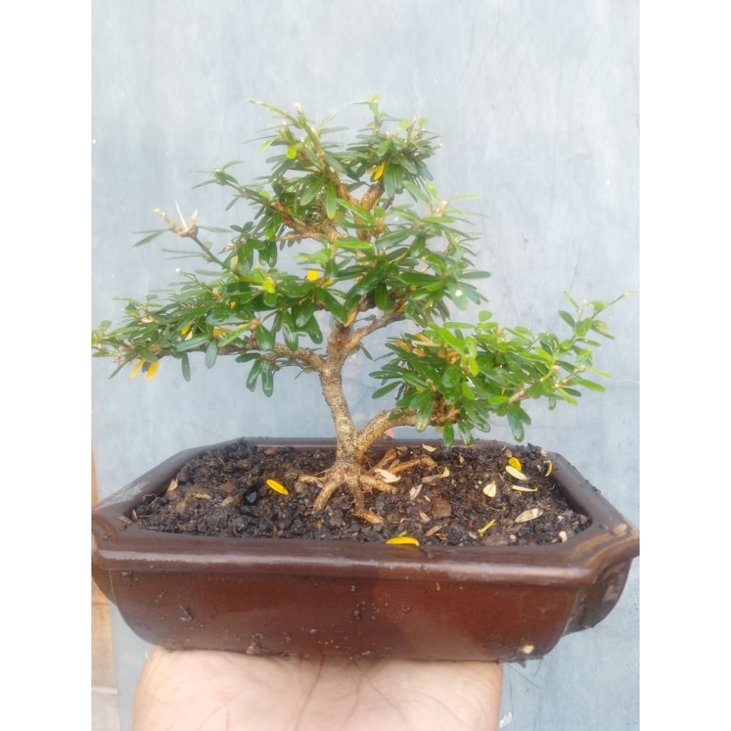 bonsai Saeng simbur vietnam