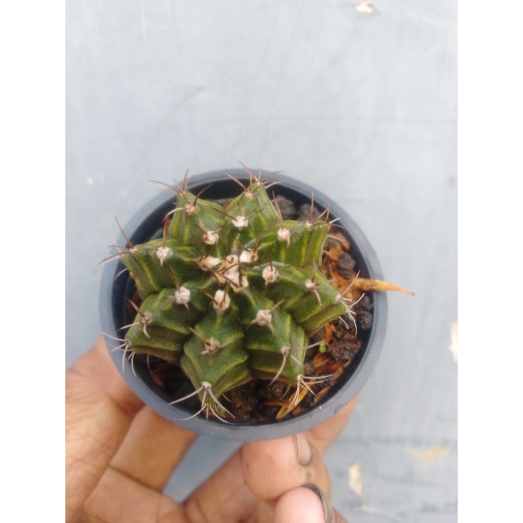 kaktus gymno