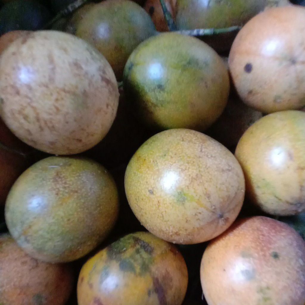 

MENJUAL 1KG BUAH MARKISA MADU/KONYAL MADU