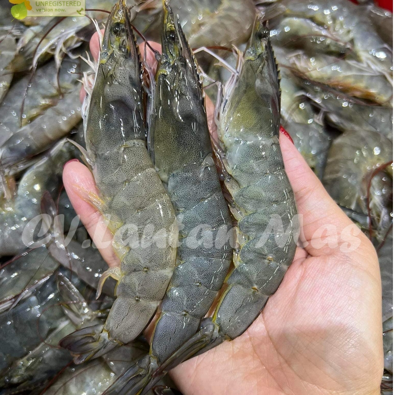 Udang Vaname 1Kg Udang Vaname Segar Udang Besar Udang Jumbo Seafood Udang Segar 1Kg Vanamei Shrimp
