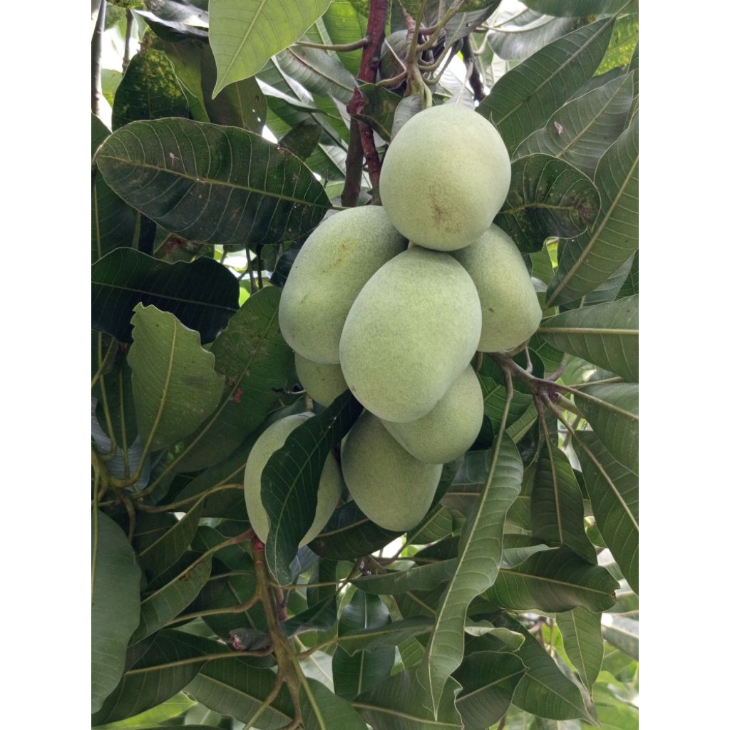 

mangga manalagi madu mentah spek rujak 1kg