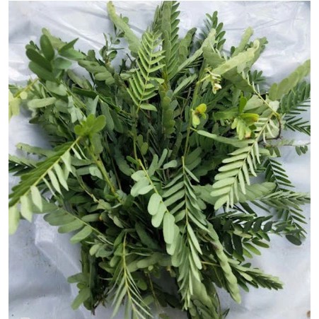 Daun Asam Jawa Segar / Daun Asem Jawa Segar / Daun Sinom Segar Herbal Alami