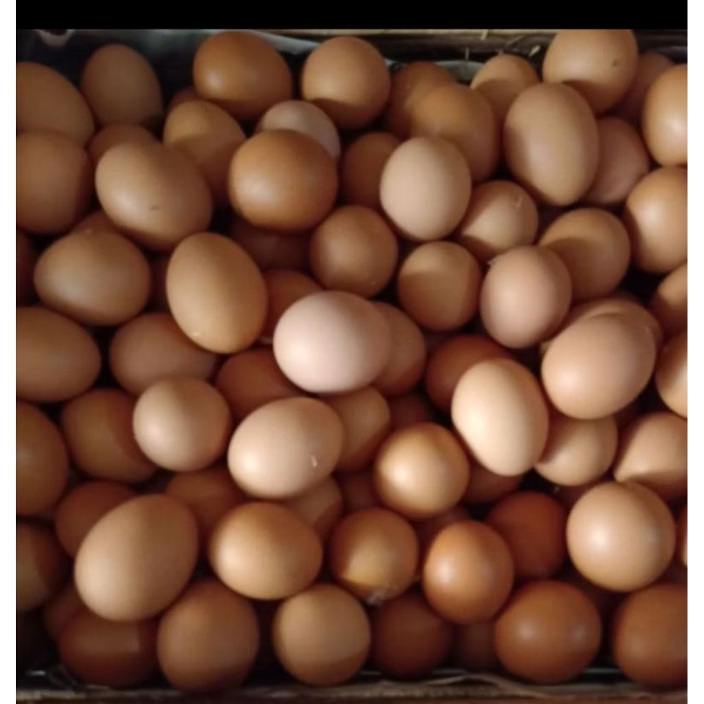

<OSP>Telur ayam negeri 1 kg fresh