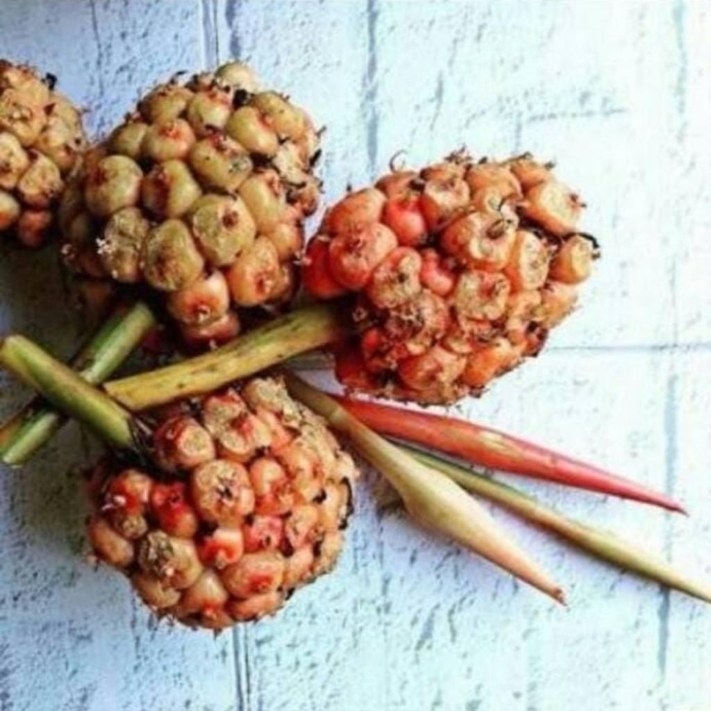 

1kg buah kecombrang segar honje segar