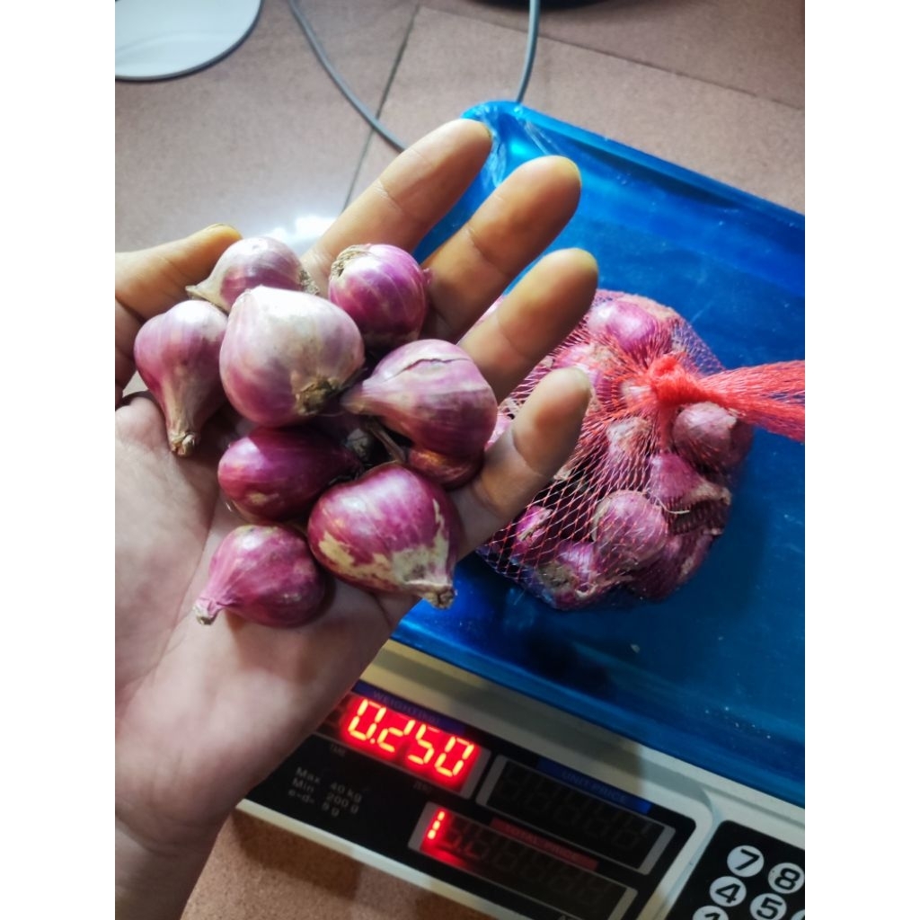 

bawang merah brebes murah