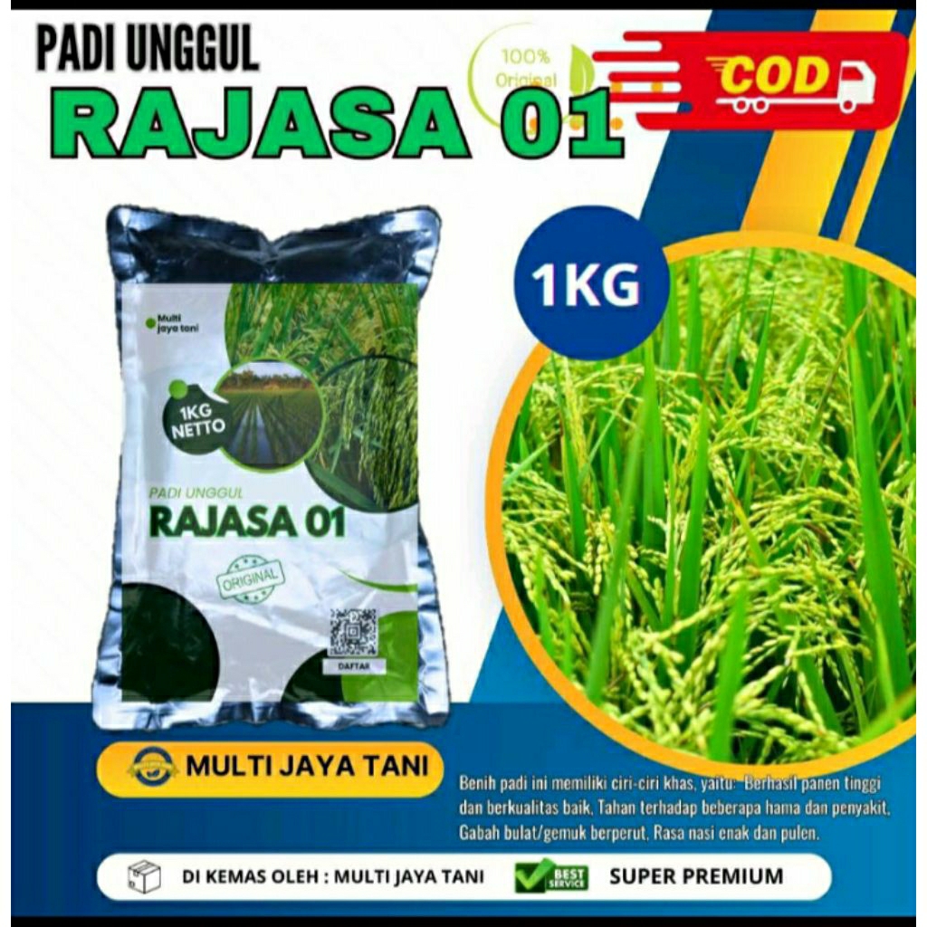 BENIH PADI UNGGUL RAJASA 01