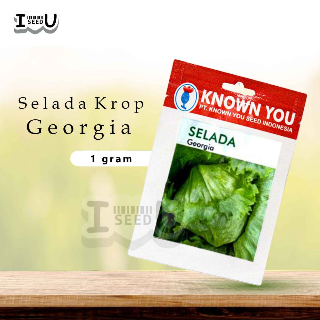 Benih Selada Georgia Head Lettuce – Known You Seed, Varietas Premium Segar & Produktif