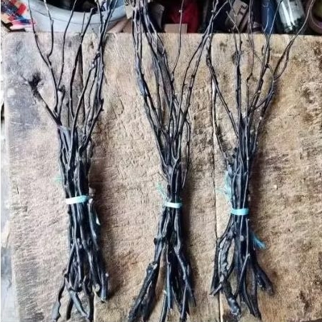 bahan gelang akar bahar hitam asli size kantor 10 batang
