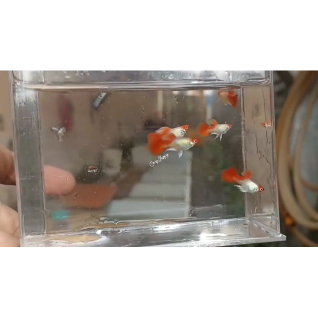 Guppy Blonde Koi Short Body Hiasan Aquarium