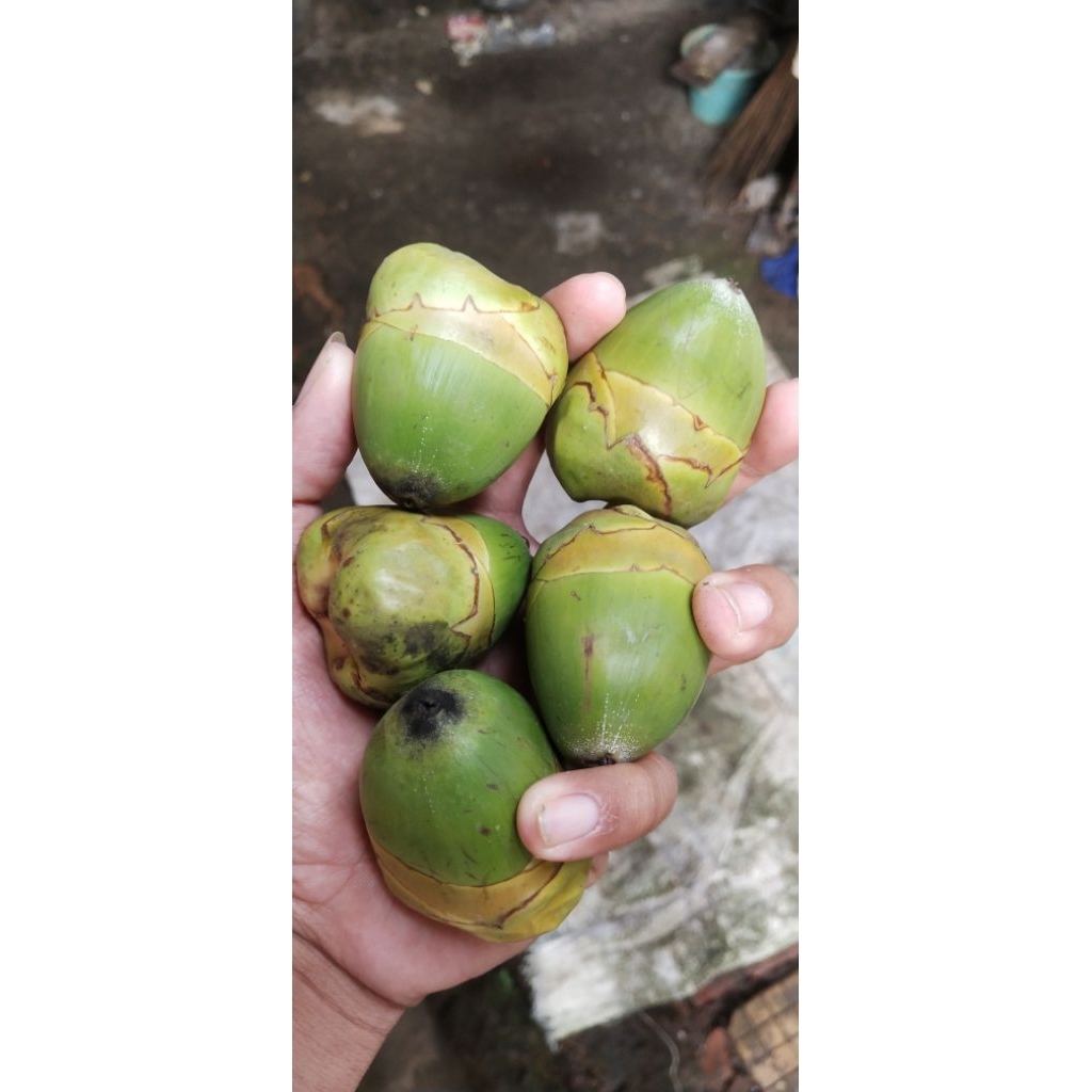 

Beluluk kelapa fres