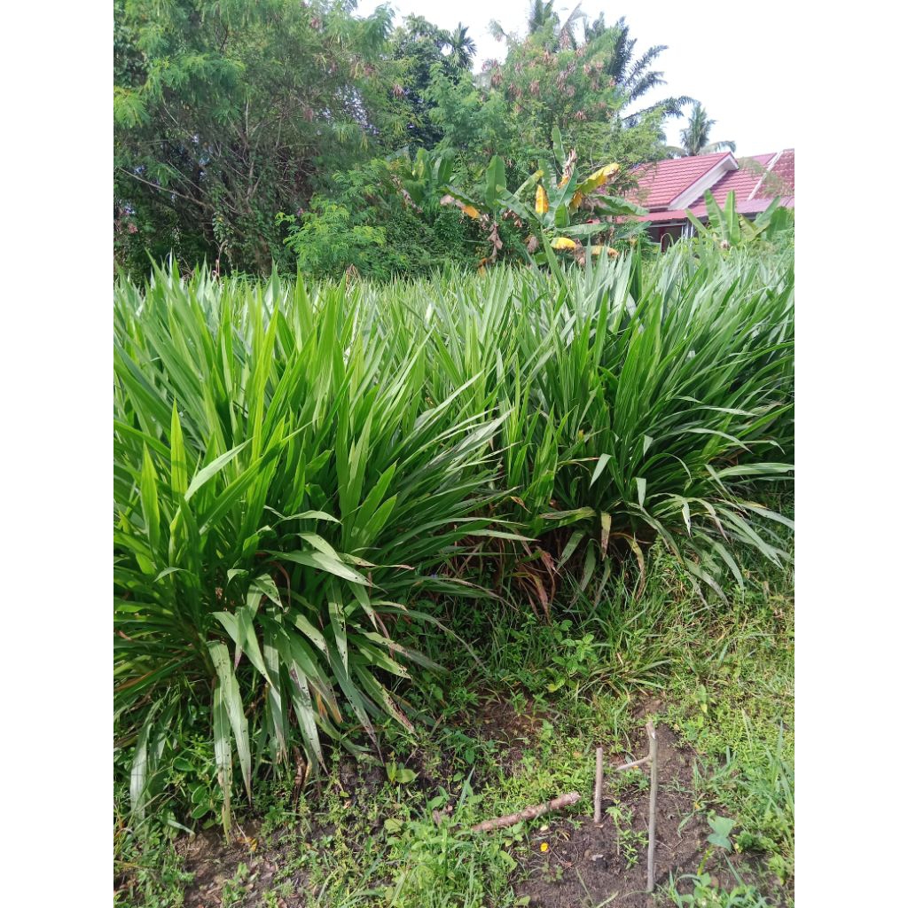 Bibit Rumput Odot pakan kambing dan pakan sapi