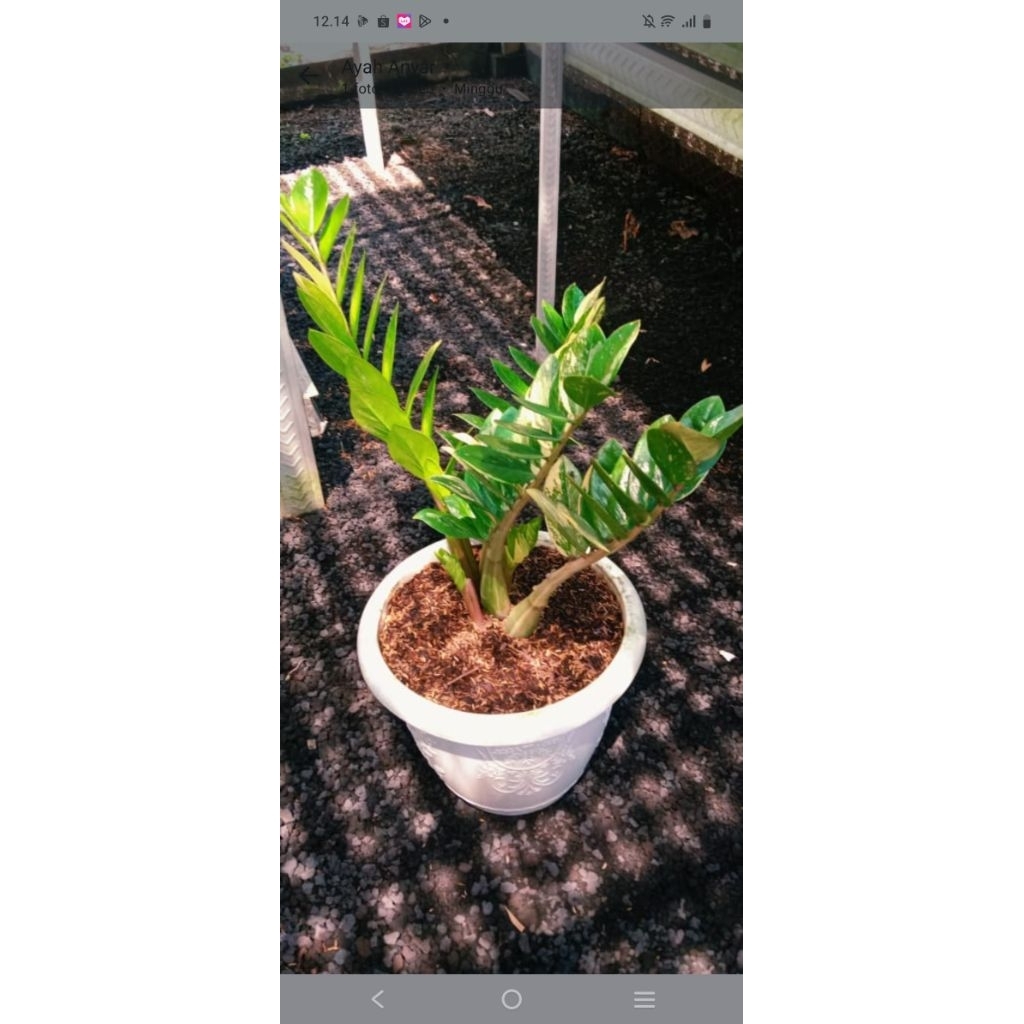 zamia varigata