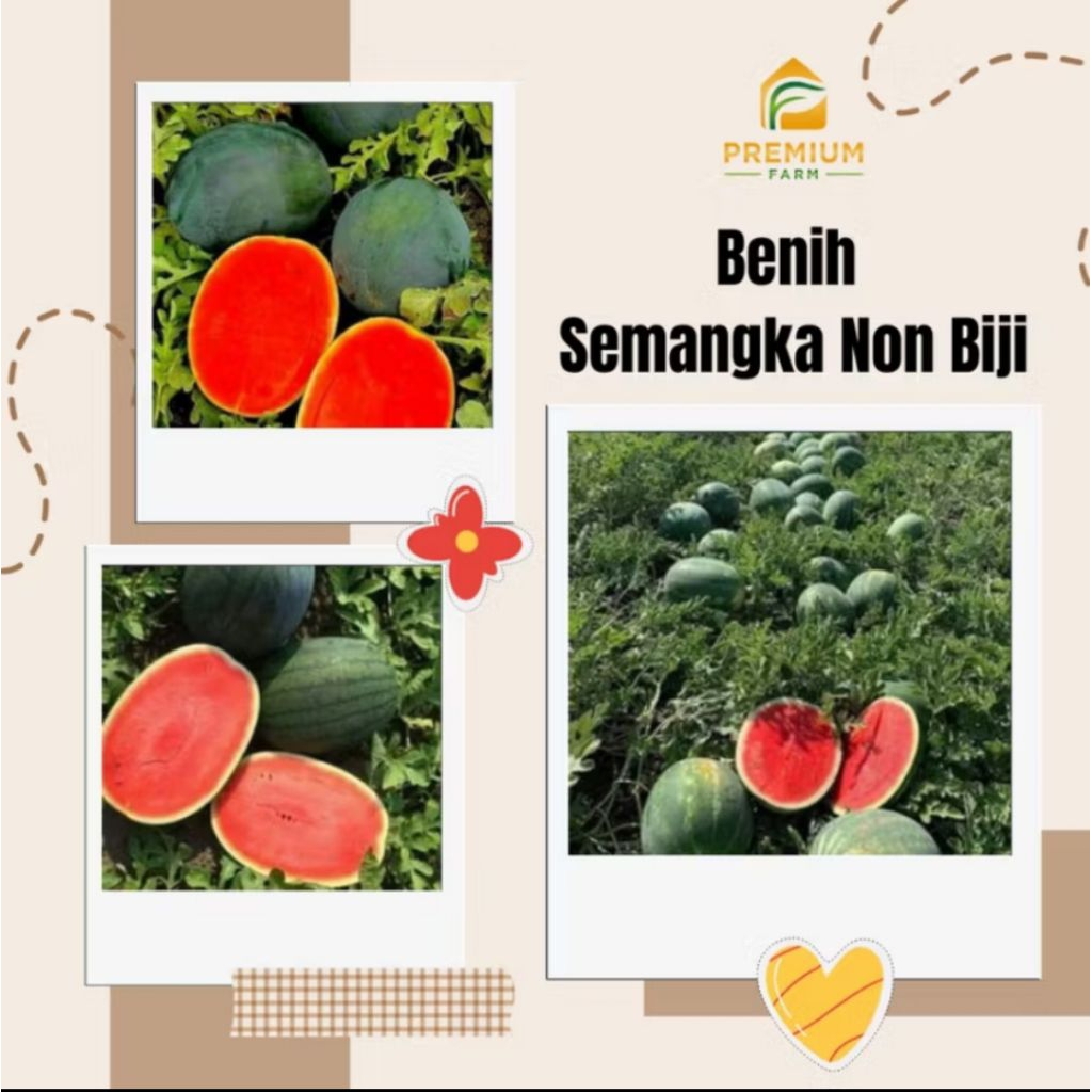 Benih semangka non biji