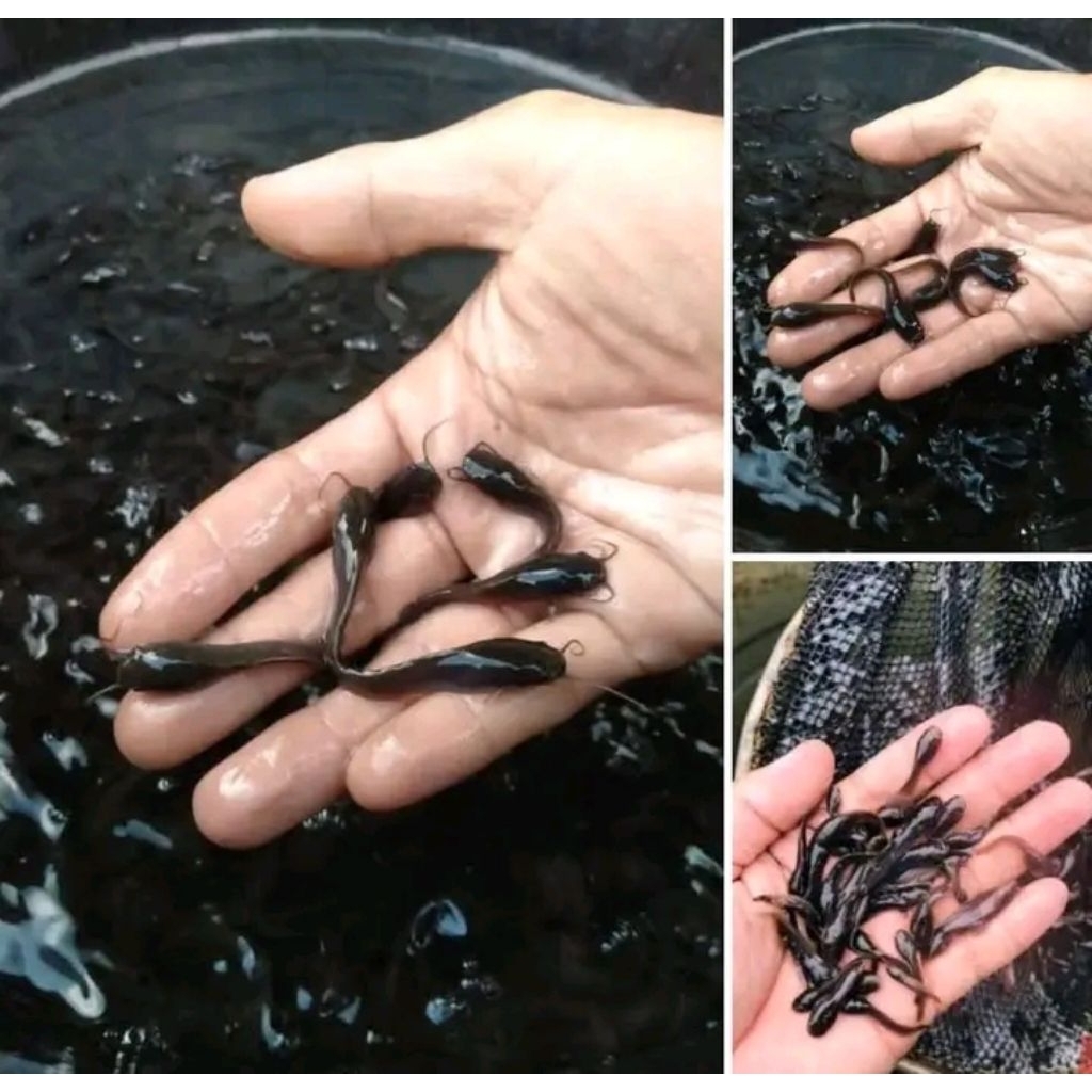 Bibit ikan lele ukuran 2-3cm paketan isi 30