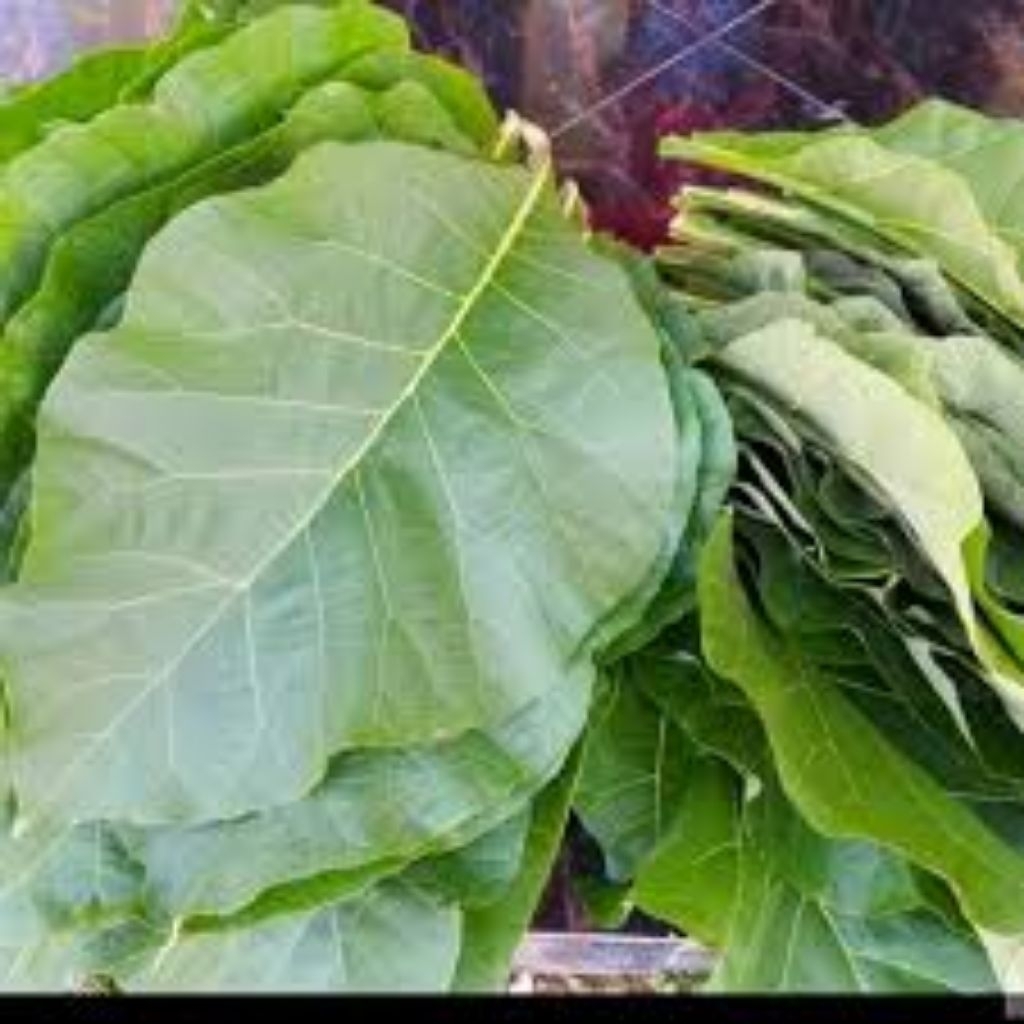 daun jati segar cocok untuk bungkus makanan 500gram