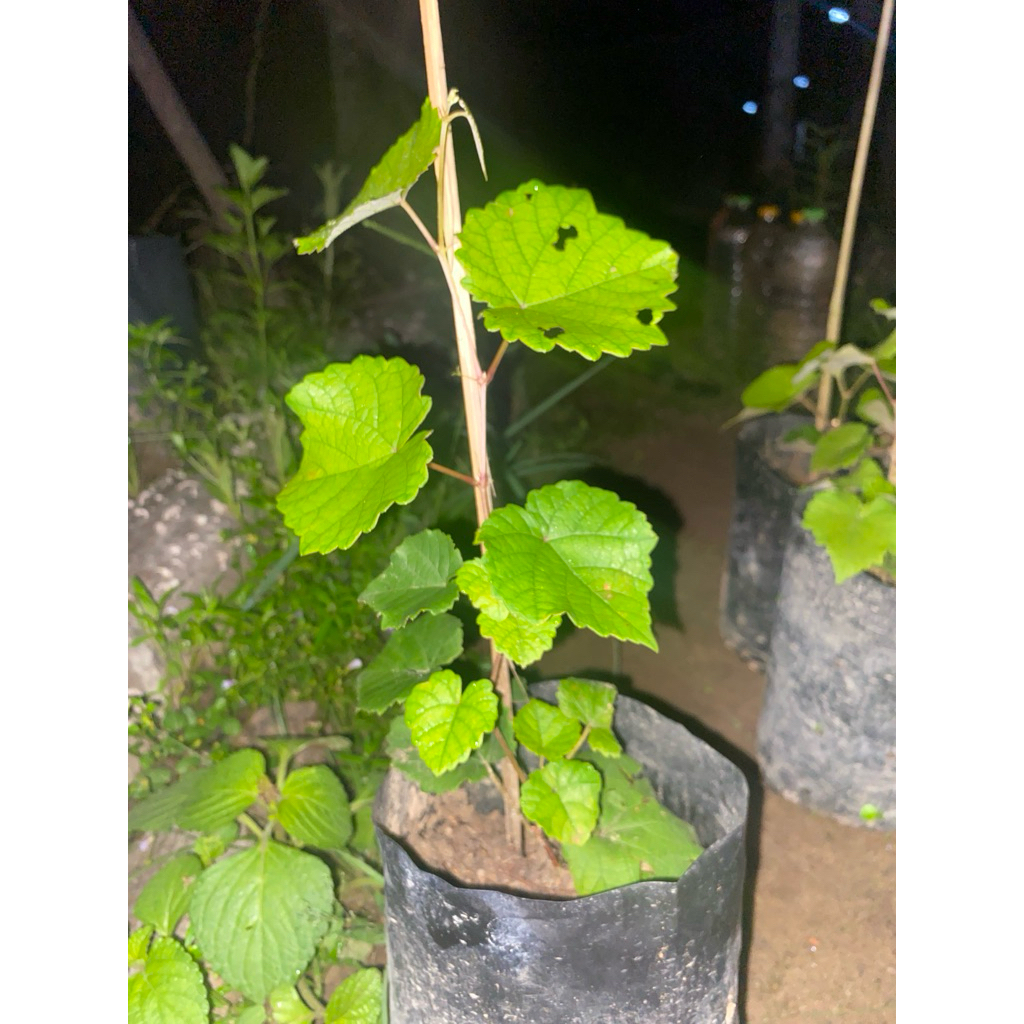 Bibit anggur isabella, anggur rootstock buat grafting