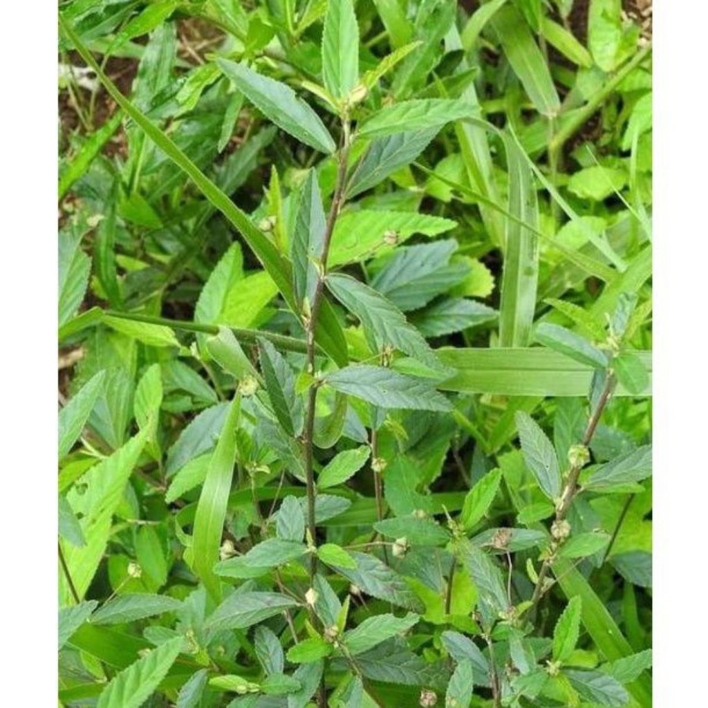 

Daun Sidaguri Segar Fresh 1kg – Daun Pilihan