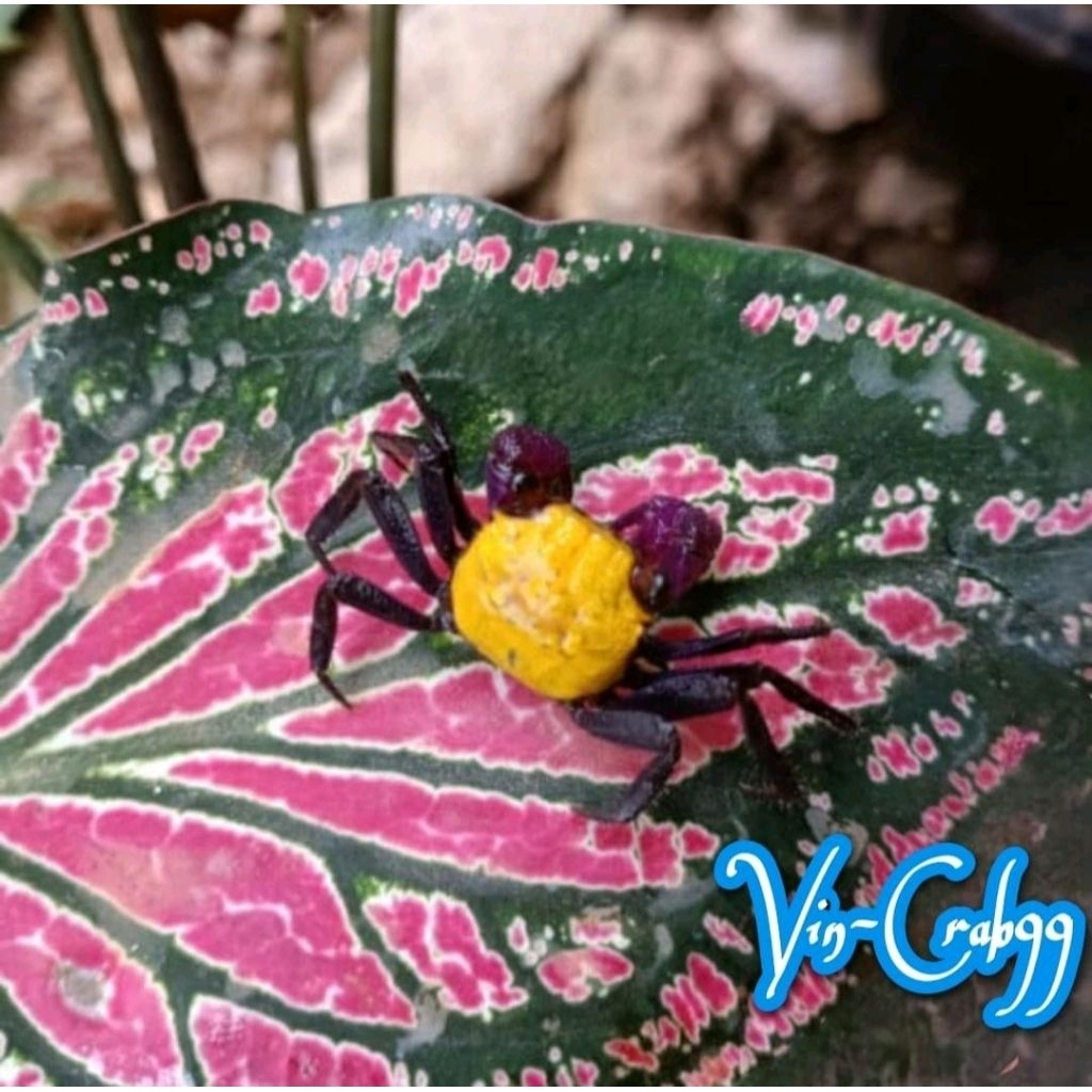 

Kepiting Hias Mini Tawar (Geosesarma Banana)