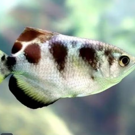 ARCHER FISH UKURAN 10-12 CM