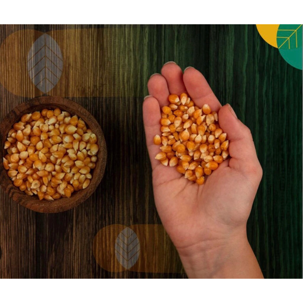 bibit jagung manis super