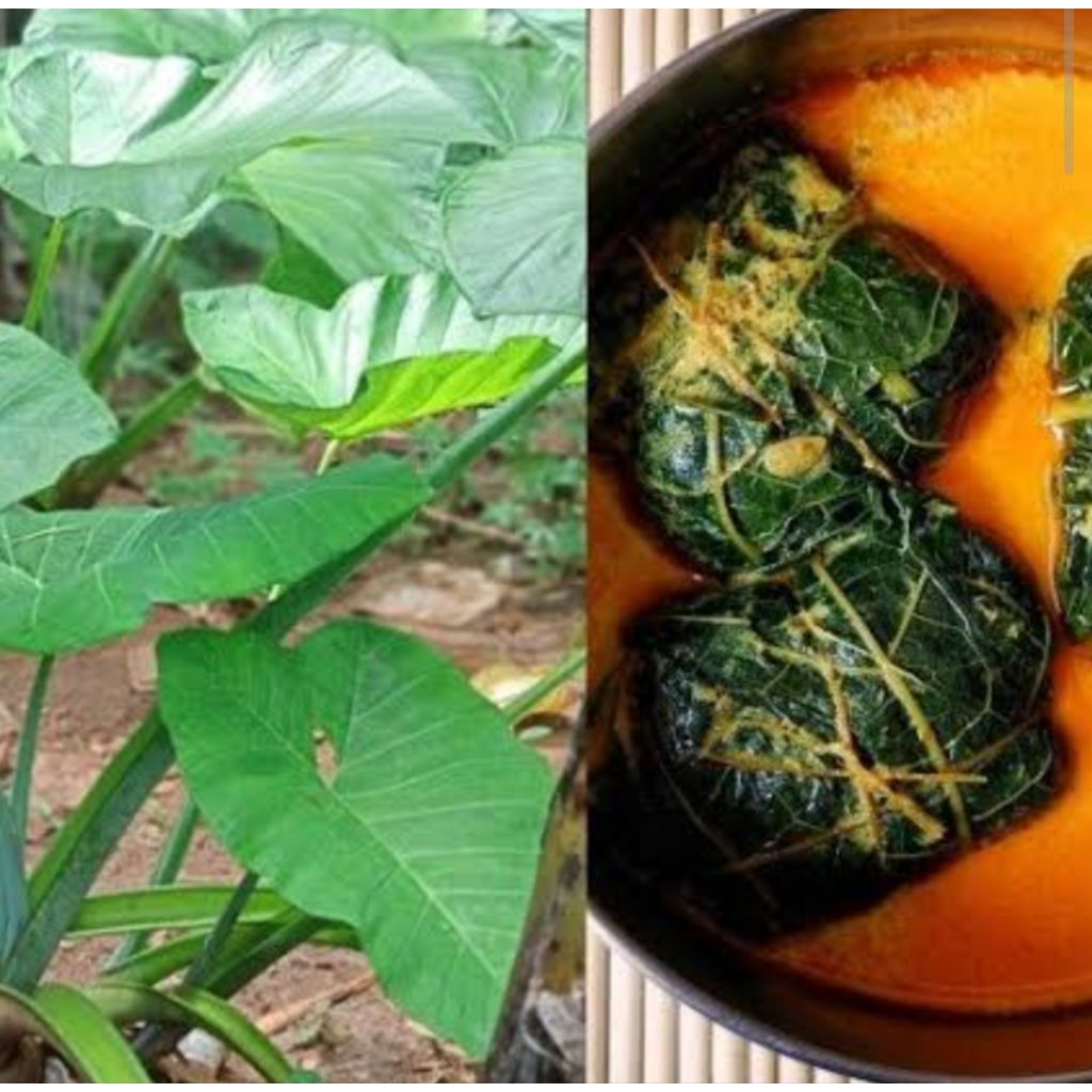 10 lembar daun talas segar organik/daun talas buntil