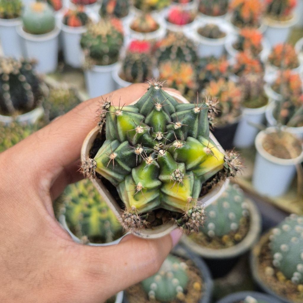 [Real Pict] Kaktus Variegata Gymnocalycium Mihanovichii ID Rootbeer Gemoy Cakep