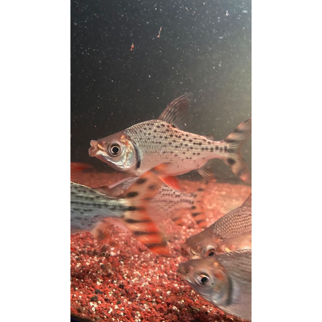 PAJANGAN BENDERA AMERIKA RED FEIFENG