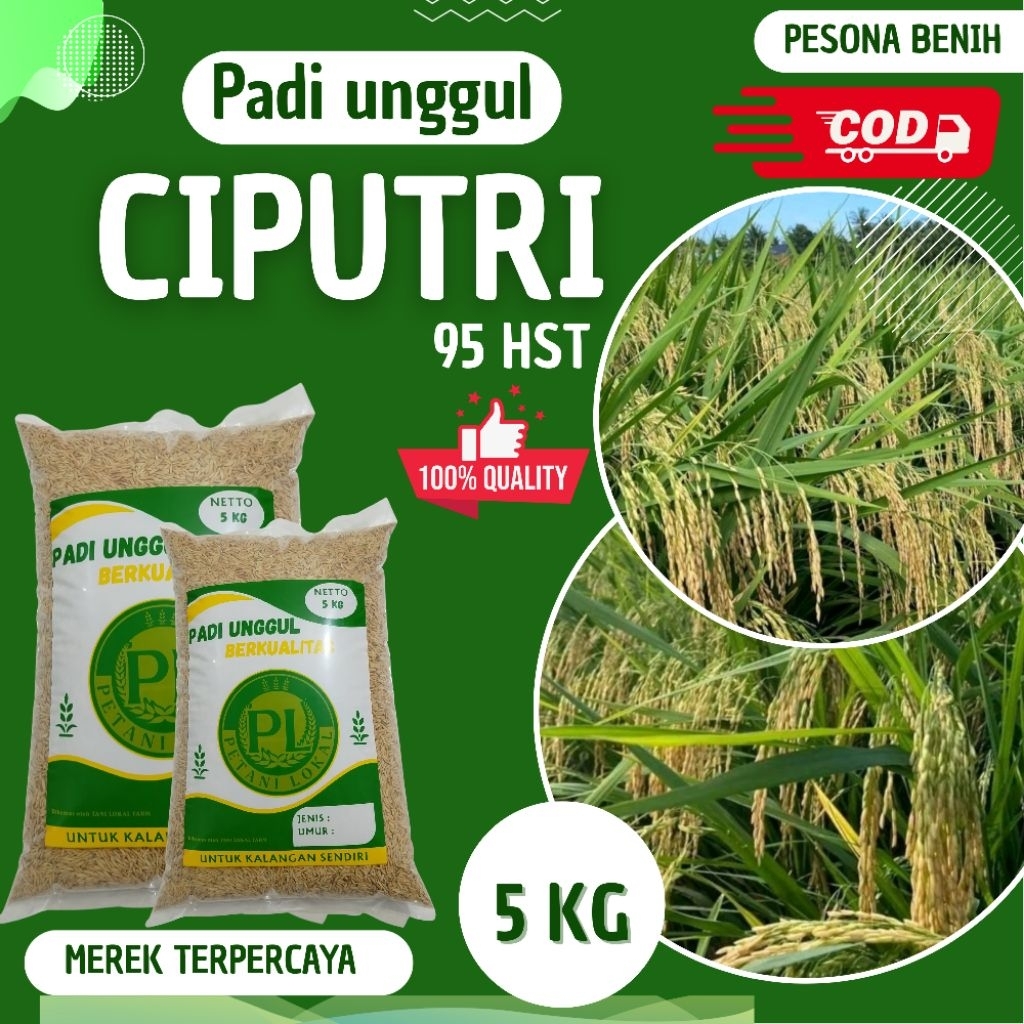 

Padi berkualitas unggul CIPUTRI original kemasan 5kg
