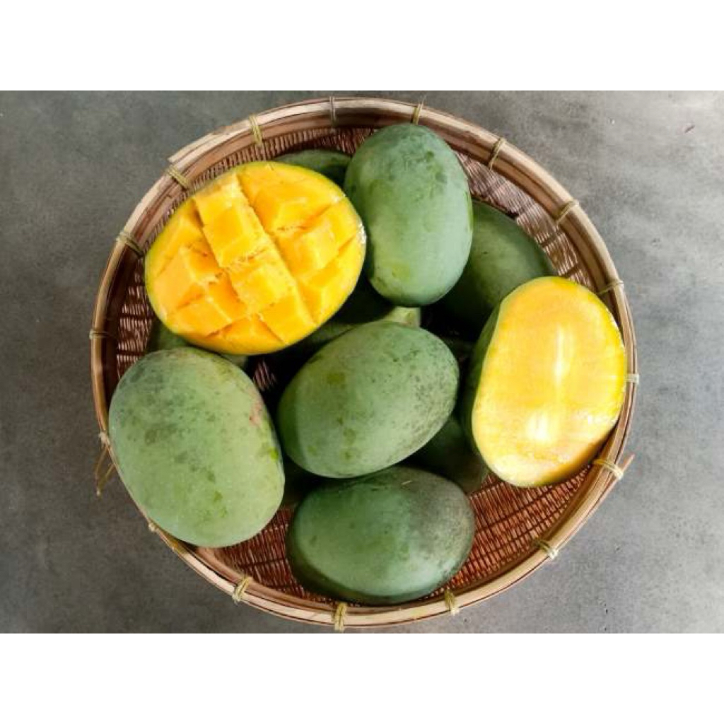 Buah Mangga kweni / mangga kweni murah berkualitas