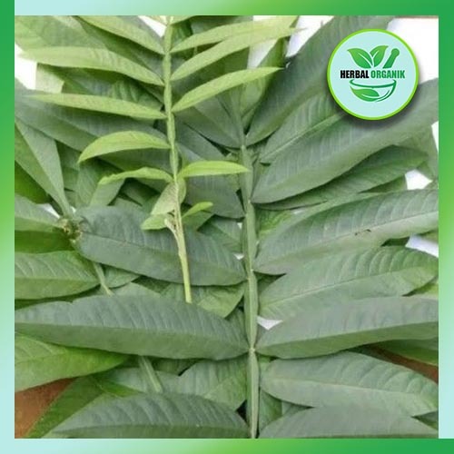 

Daun Sungkai Segar 500 gram herbal organik