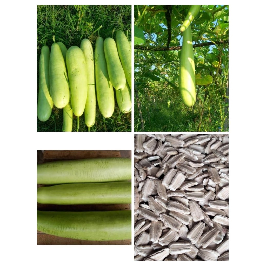 25++ Bibit Labu air blonceng super jumbo bligo hijau sayur