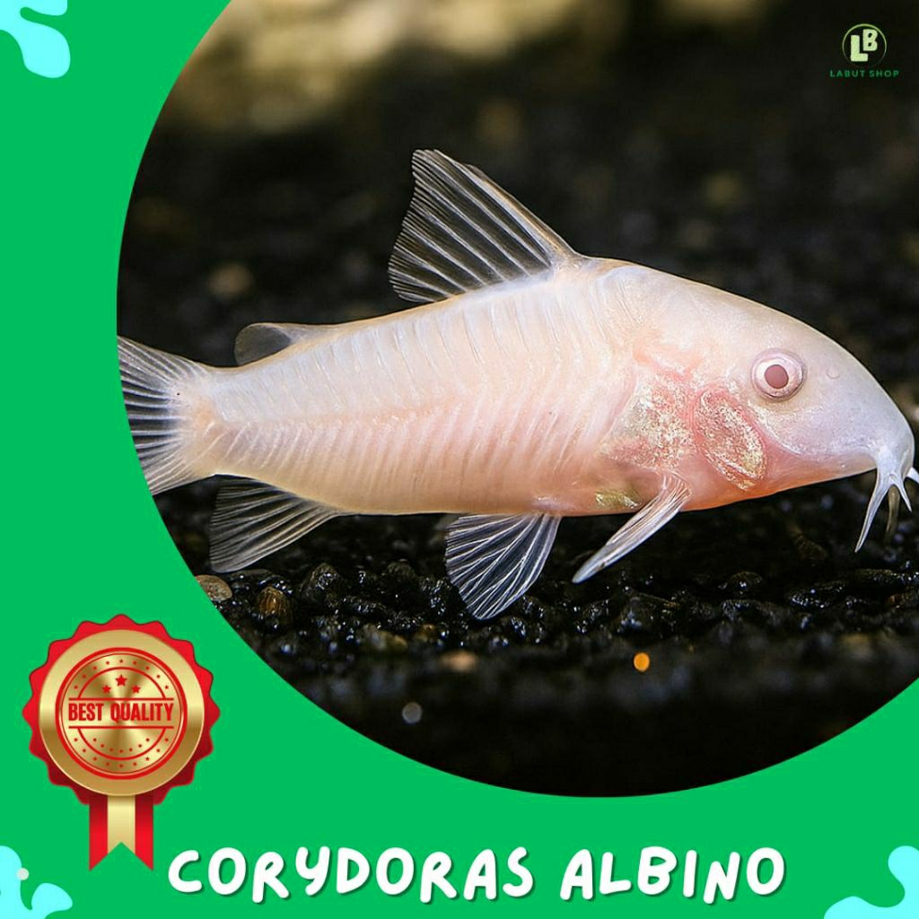 Corydoras Albino aquarium aquascape ikan corydoras albino