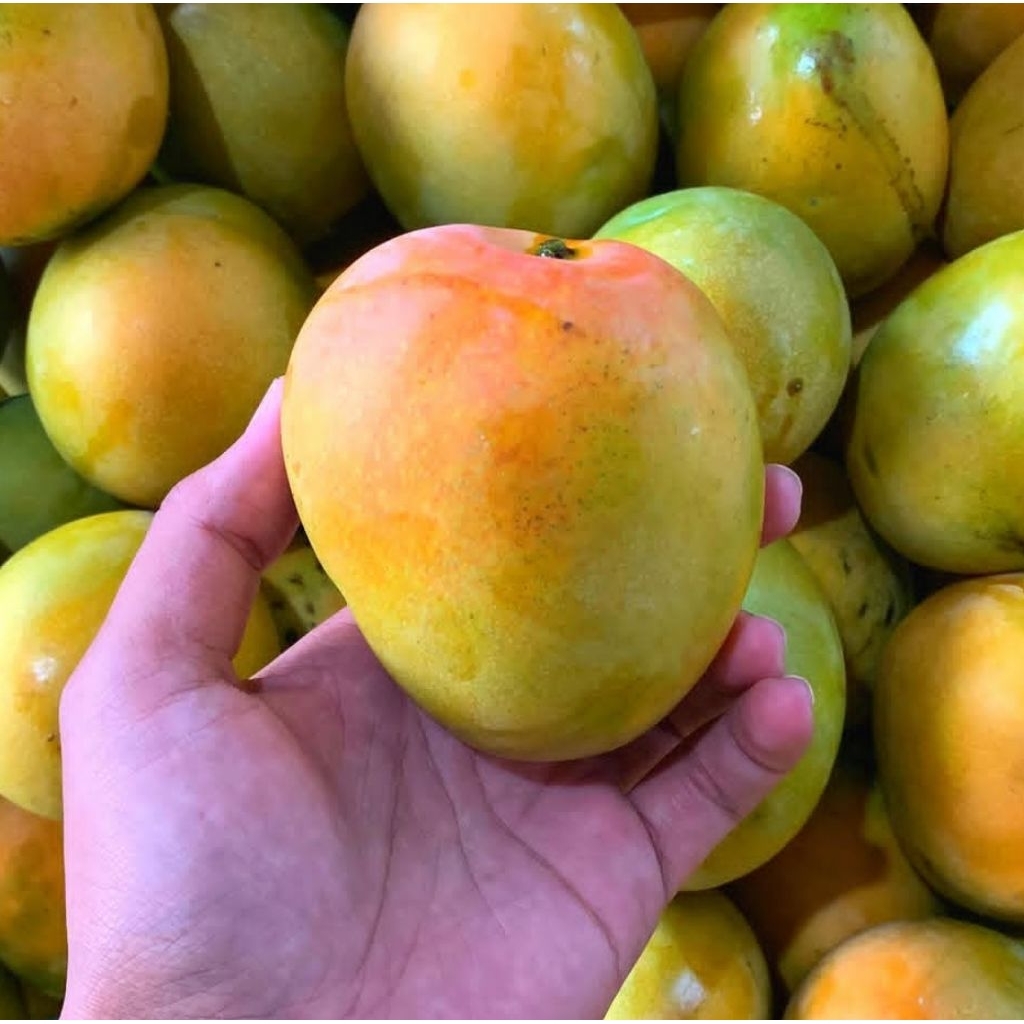 

Instan Mangga Gedong Gincu 1Kg